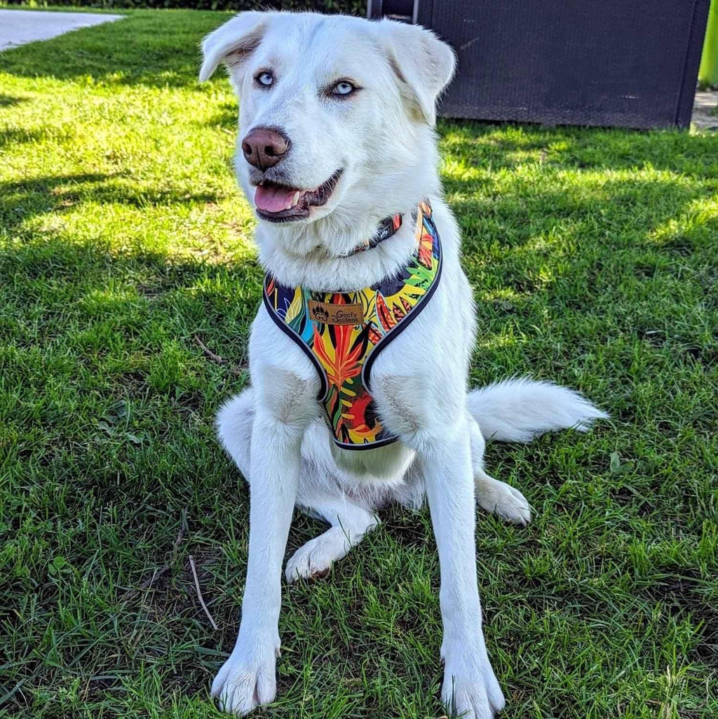 Tropisches Hundegeschirr