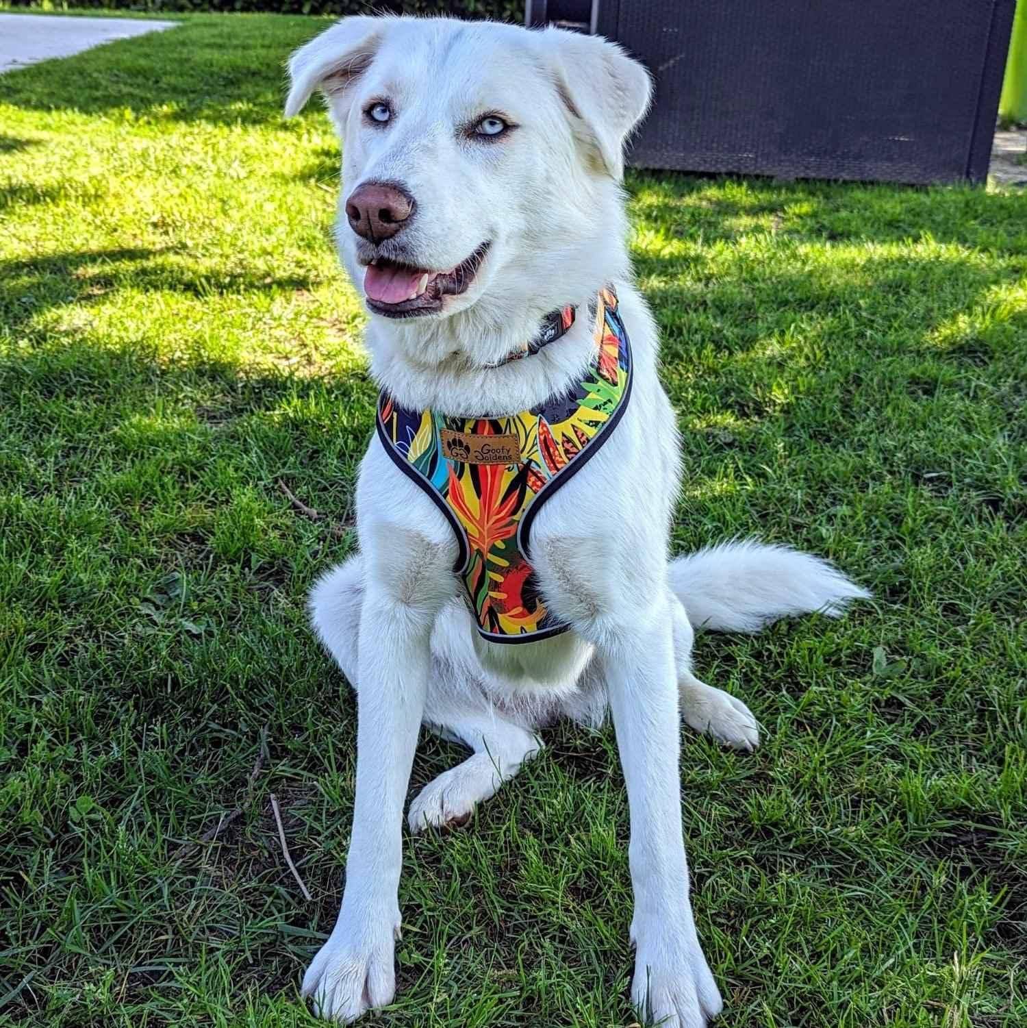 Tropisches Hundegeschirr