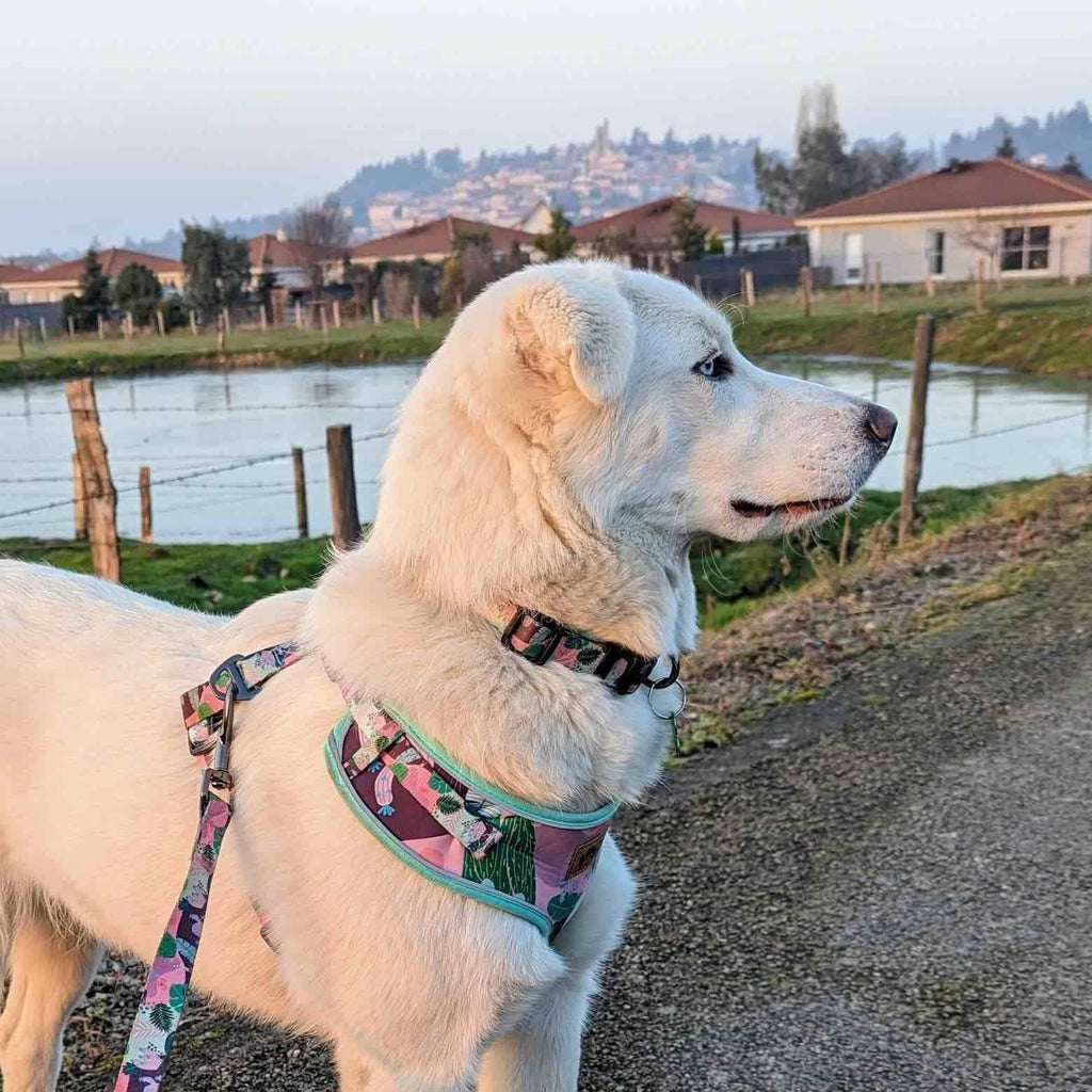 Kaktus-Hundegeschirr