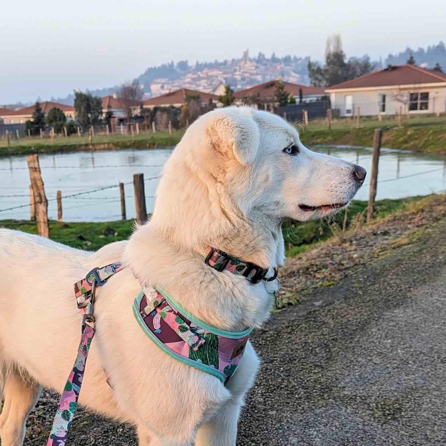 Kaktus-Hundegeschirr