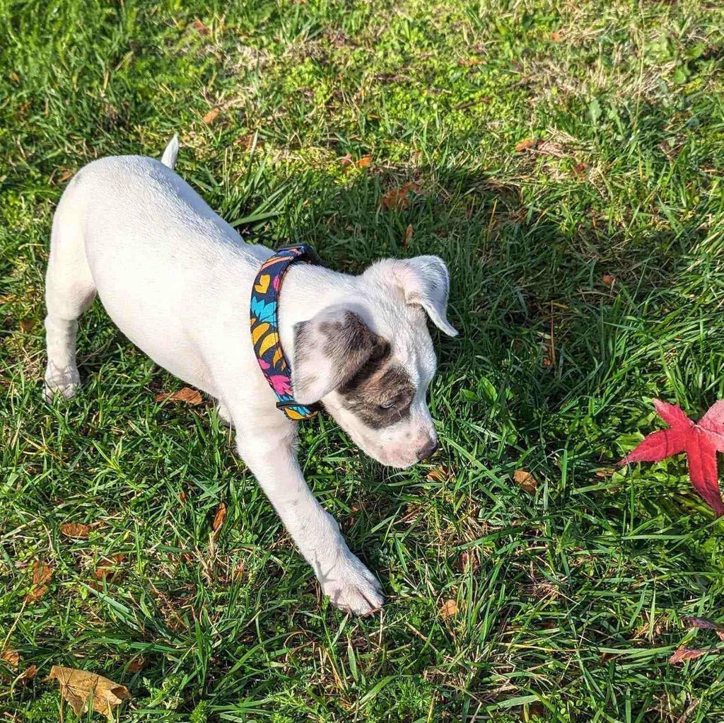 Stoffhalsband für Hunde – bezaubernd