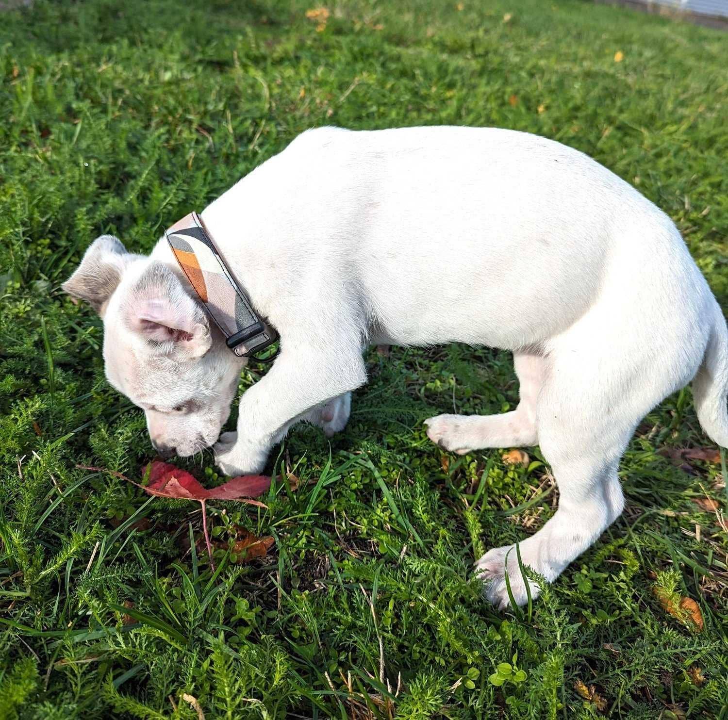 Stoffhalsband für Hund „Nature”