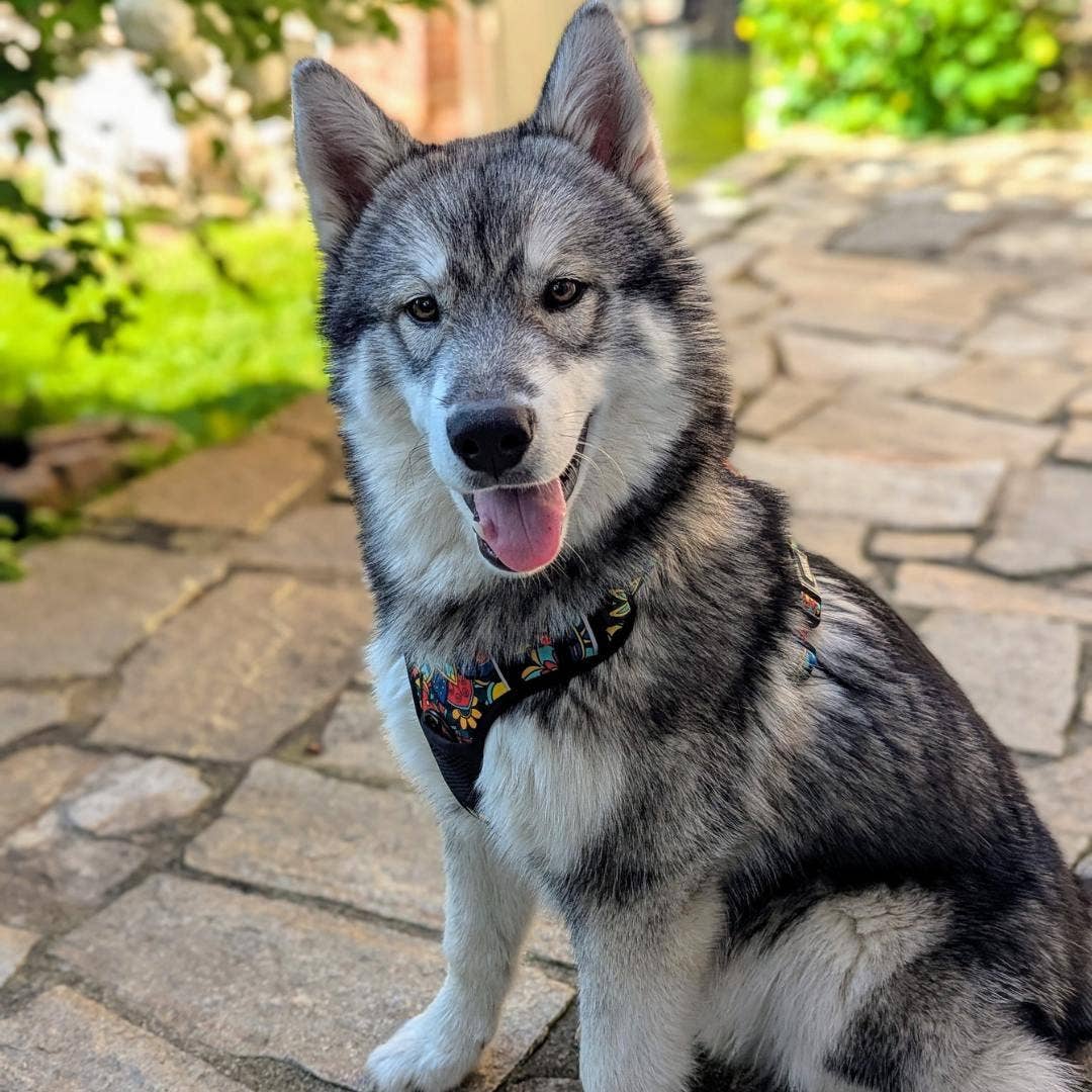 Mandala Y‑Form Komfort-Hundegeschirr