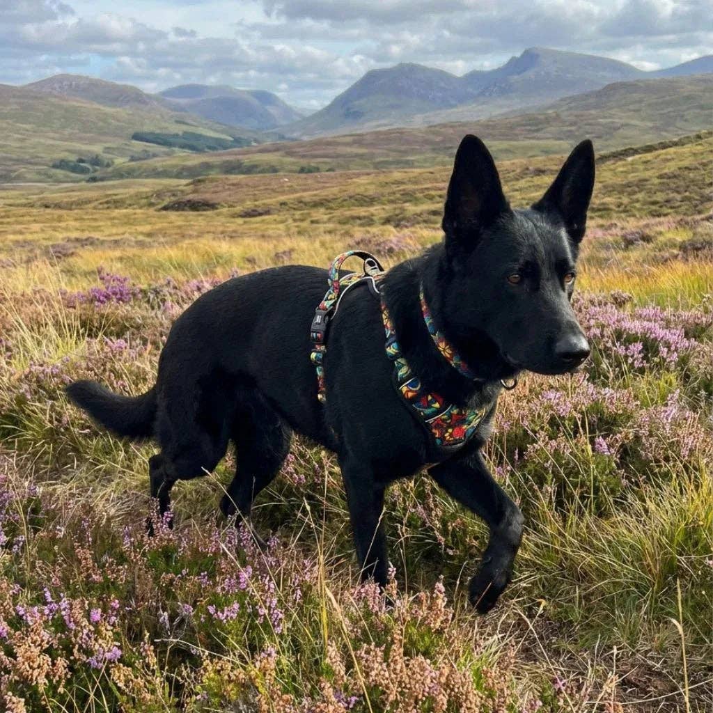 Mandala Y‑Form Komfort-Hundegeschirr