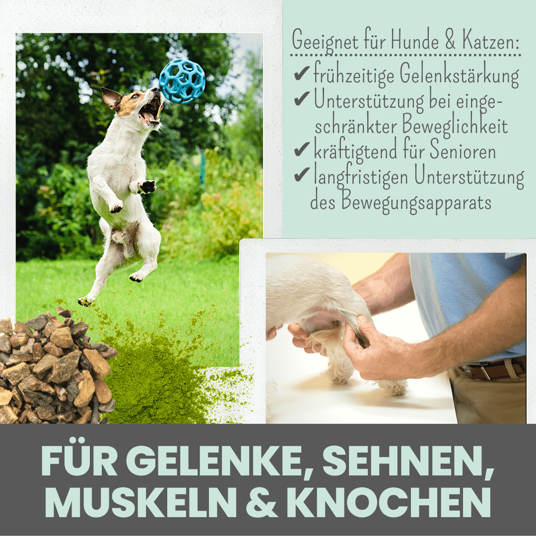 Gelenkmix für Hunde mit Teufelskralle, Kurkuma & Glucosamin