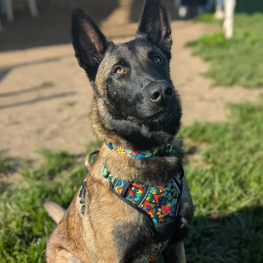 Mandala Y‑Form Komfort-Hundegeschirr