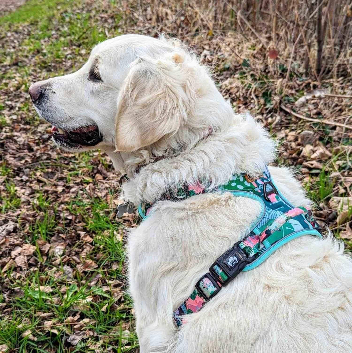 Y-förmiges Komfort-Hundegeschirr Kaktus