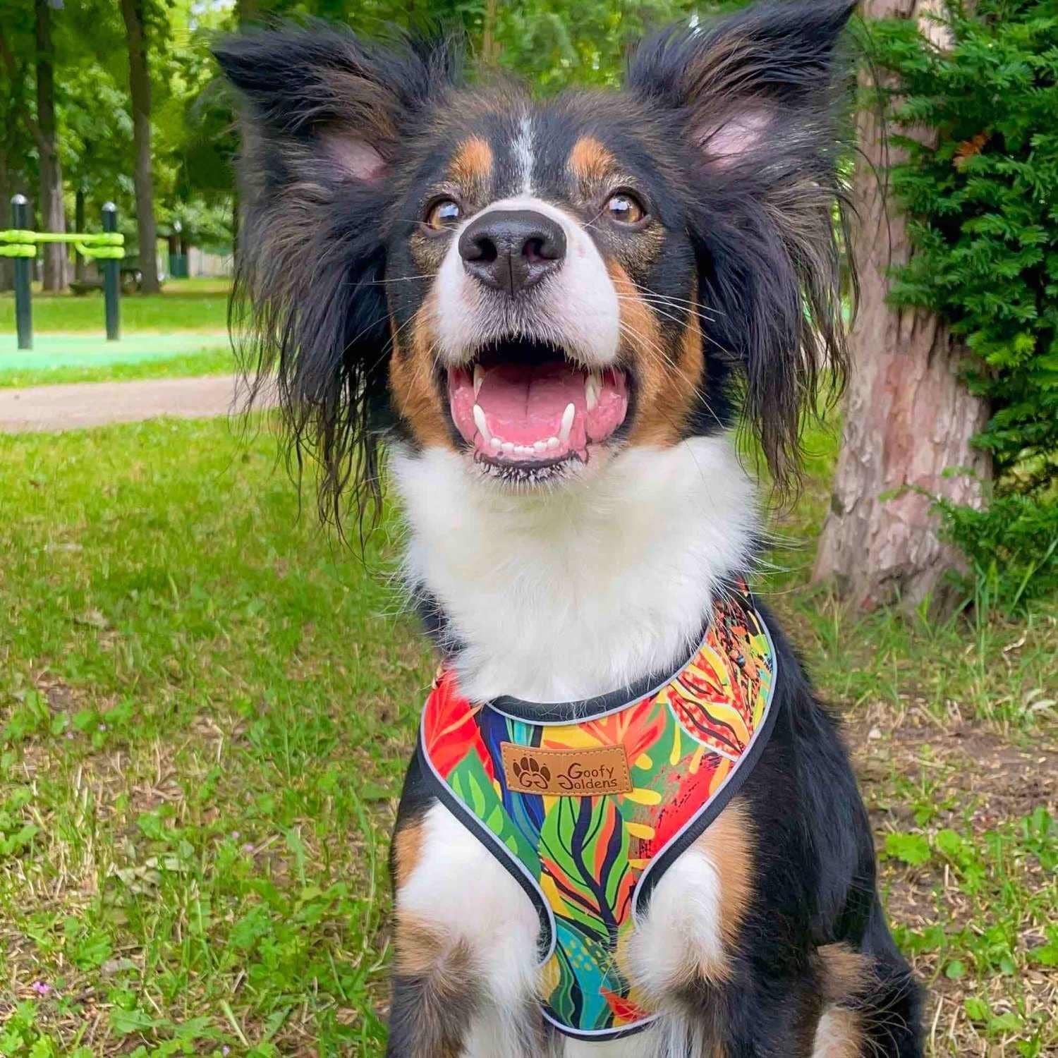 Tropisches Hundegeschirr