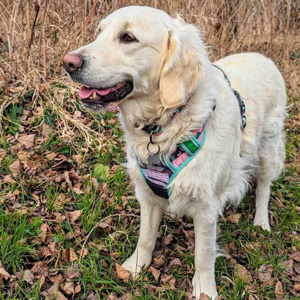 Y-förmiges Komfort-Hundegeschirr Kaktus