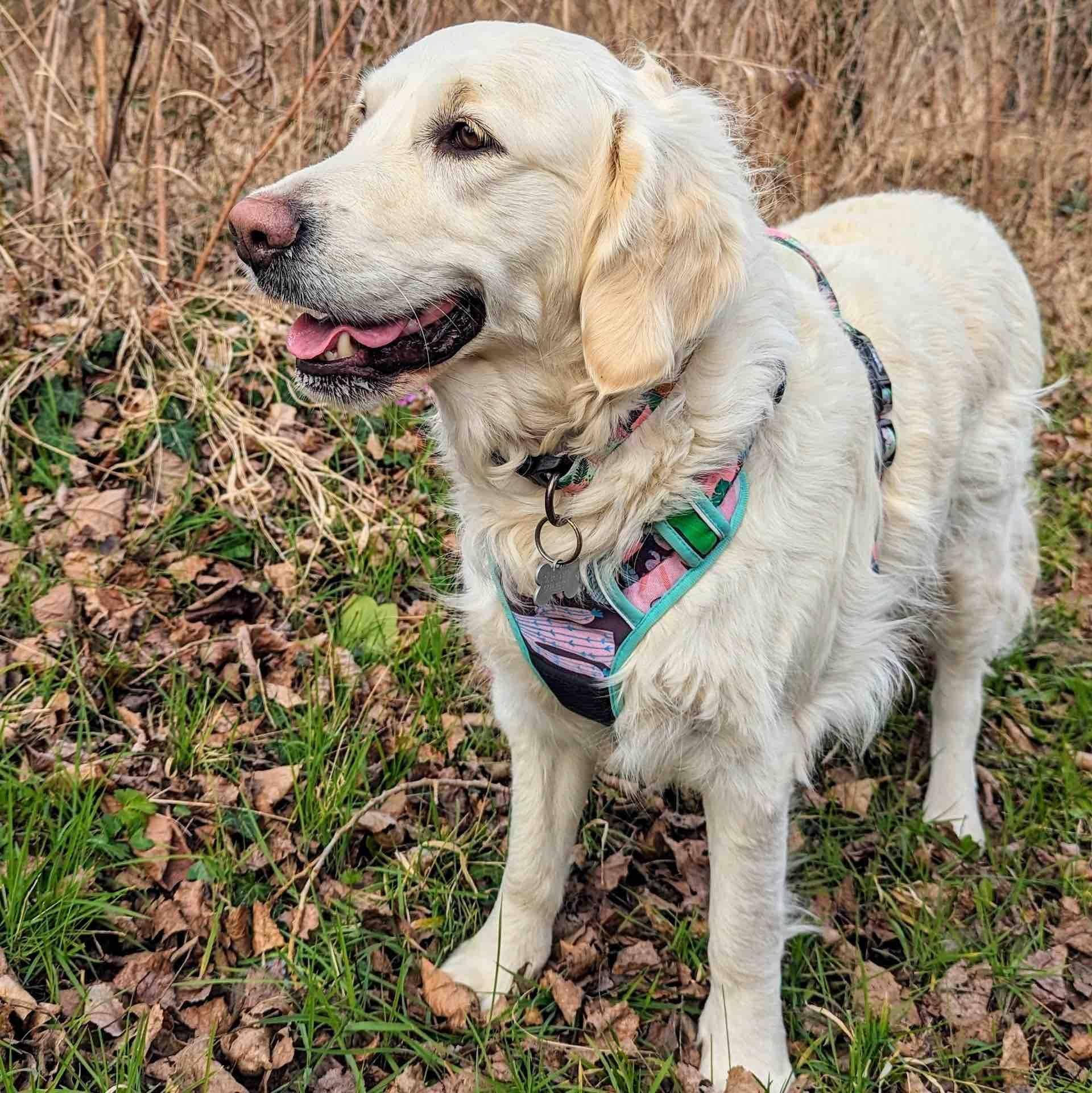 Y-förmiges Komfort-Hundegeschirr Kaktus