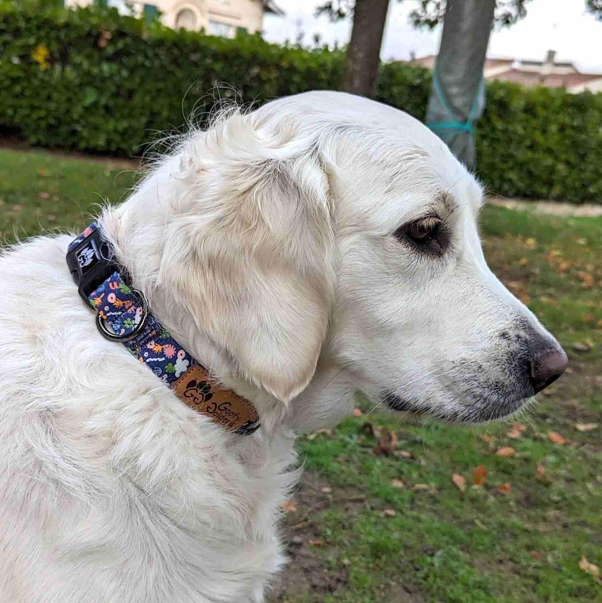 Hundehalsband Deep Agua