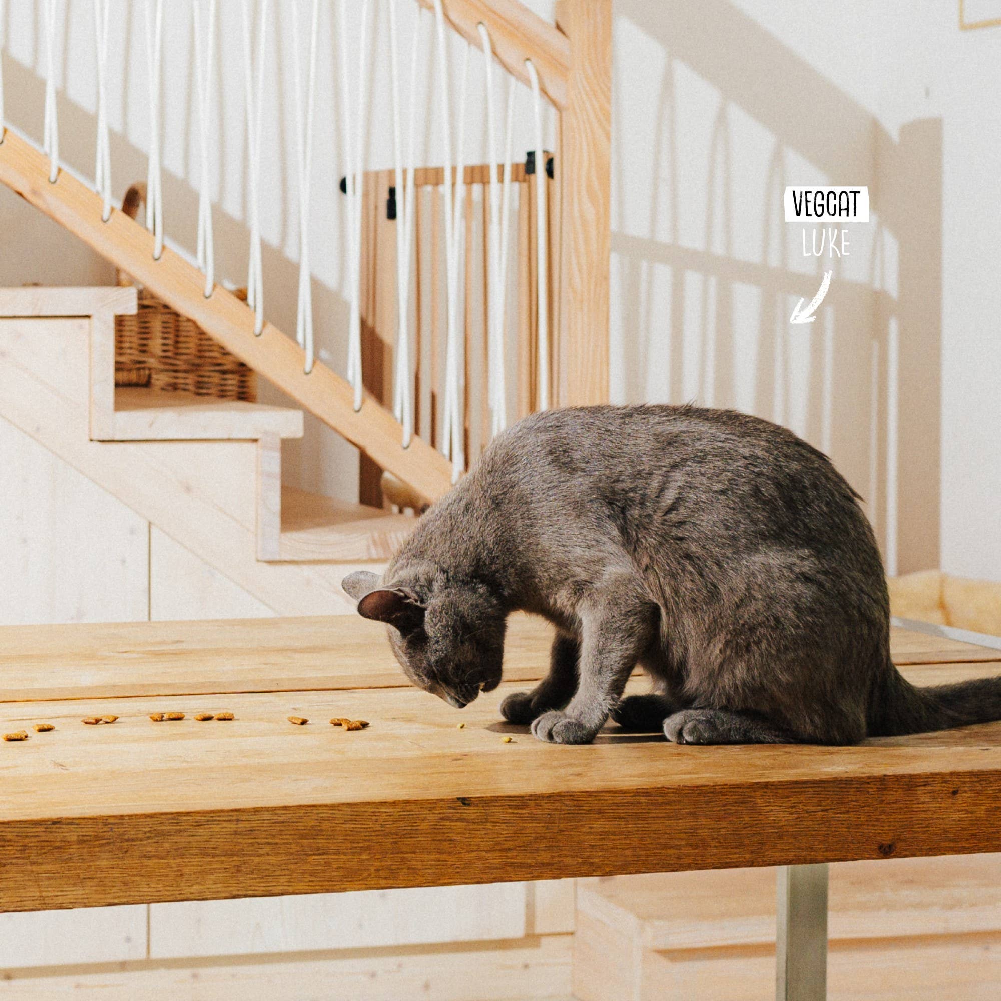 VEGCAT DIGESTIVES 60 g