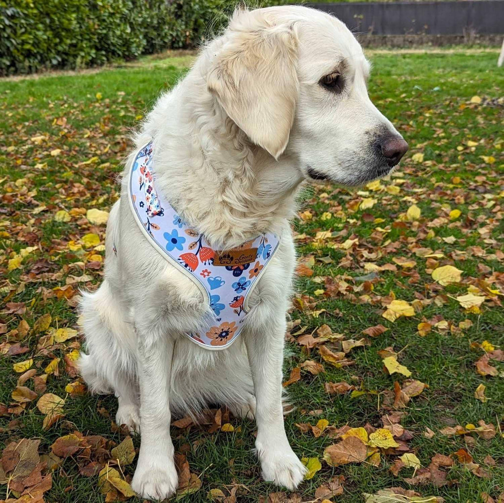 Frühlings-Hundegeschirr