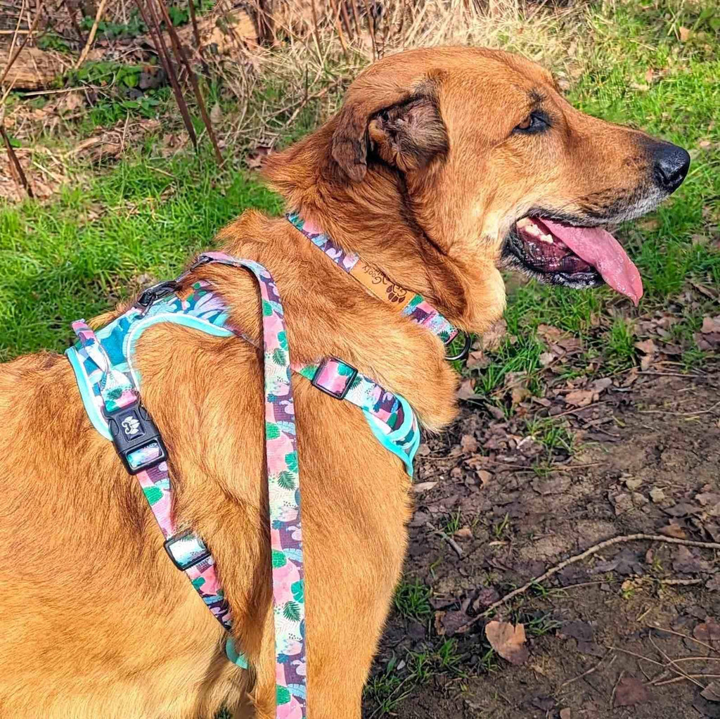 Y-förmiges Komfort-Hundegeschirr Kaktus