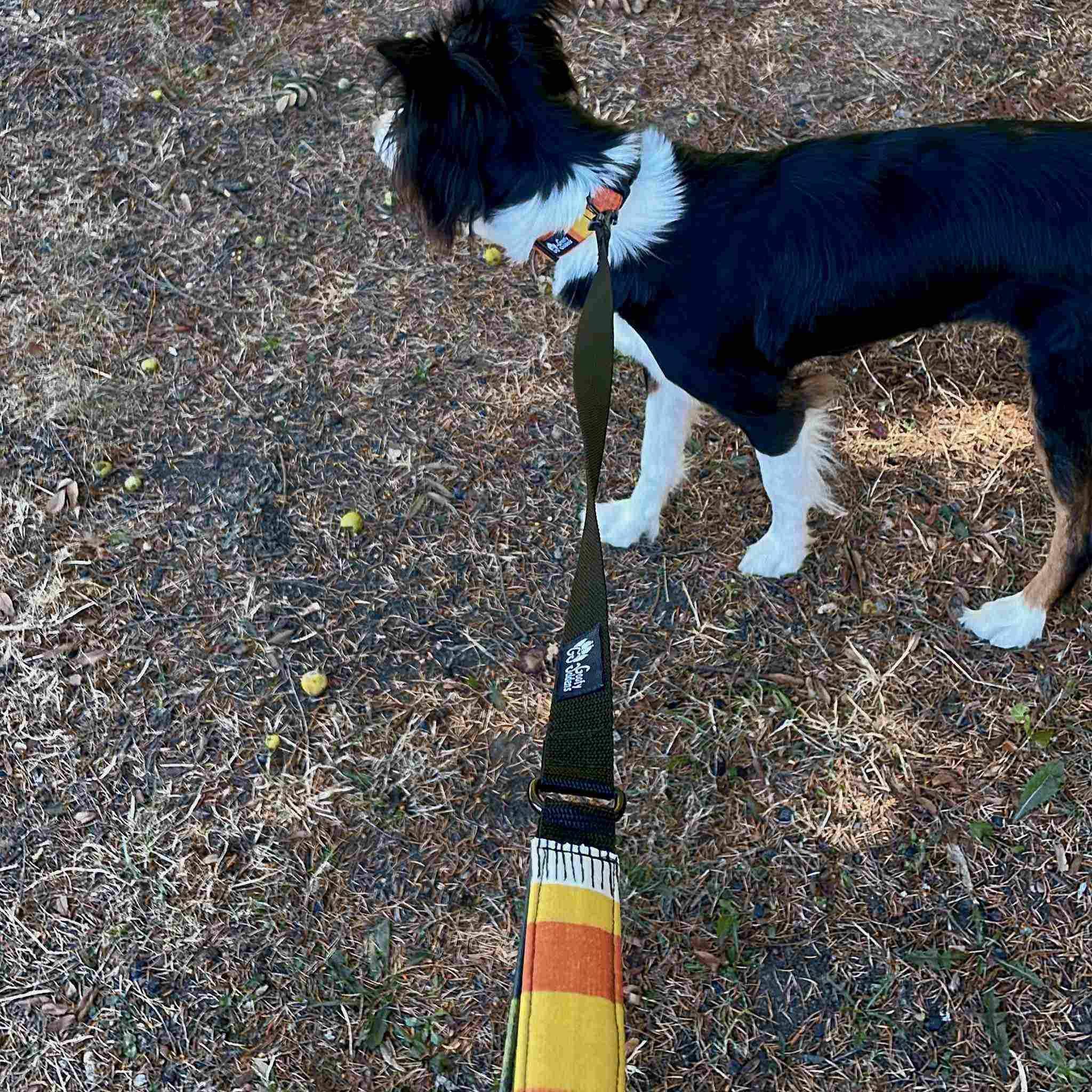 Stadtleine für Hunde Summer