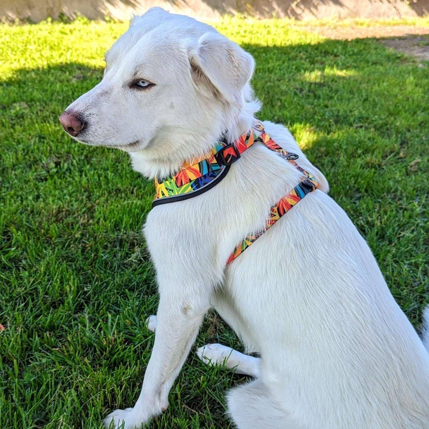 Tropisches Hundegeschirr