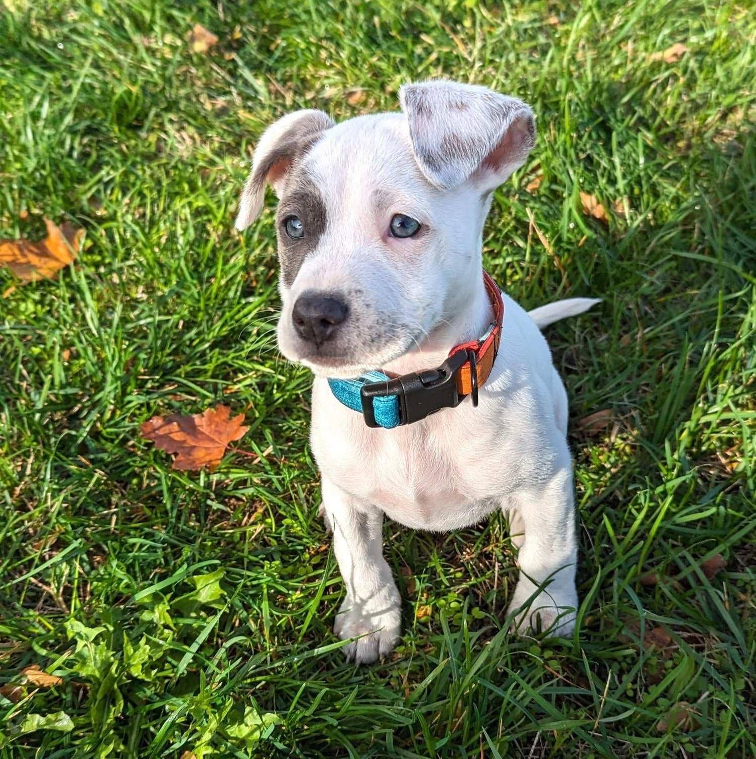 Stoffhalsband für Hunde „Summer“