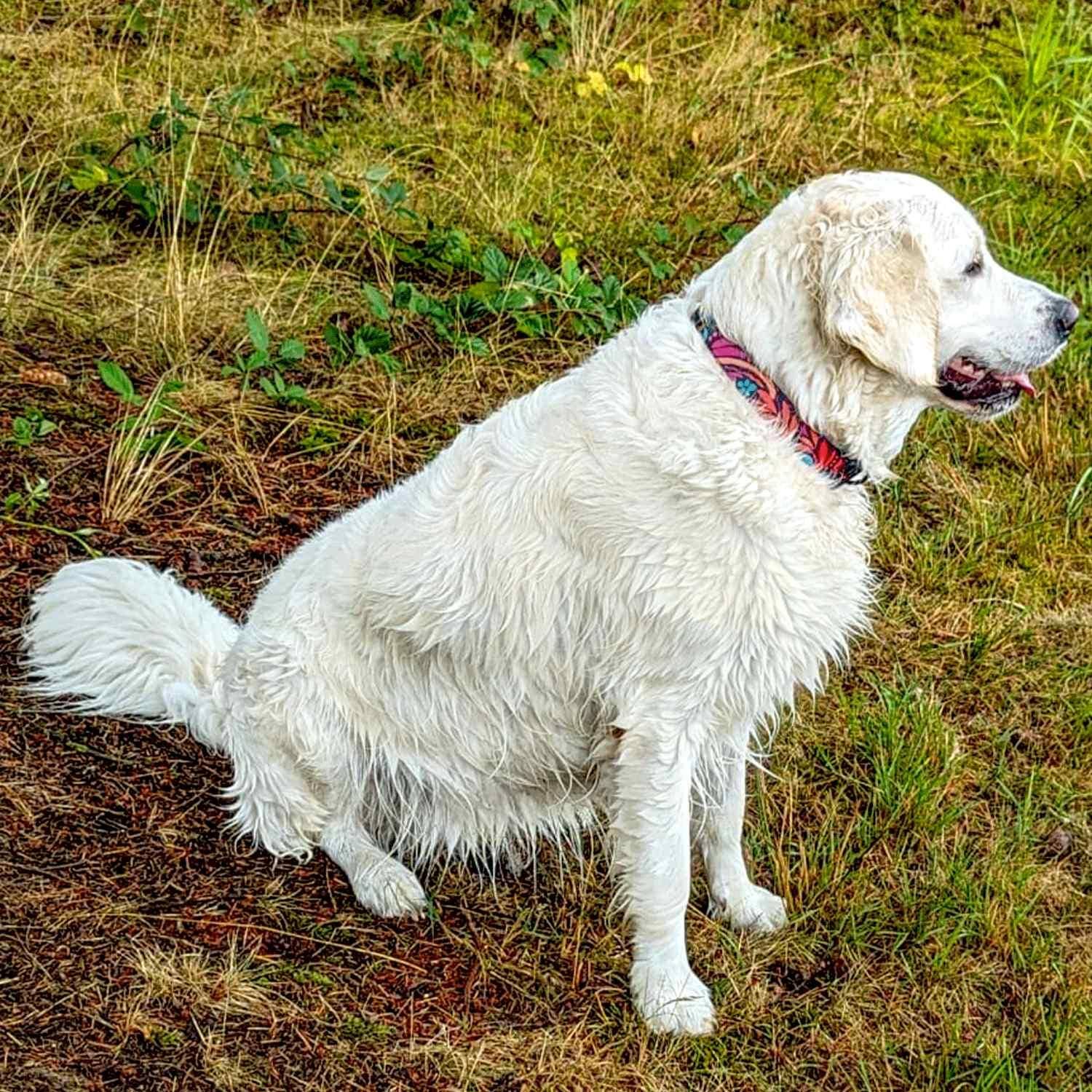 Stoffhalsband für Hunde – bezaubernd