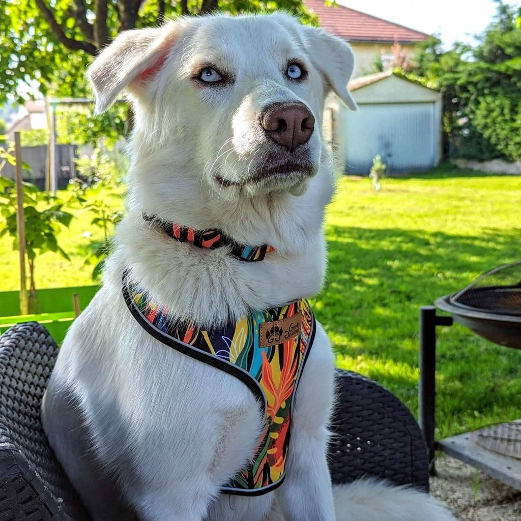 Tropisches Hundegeschirr