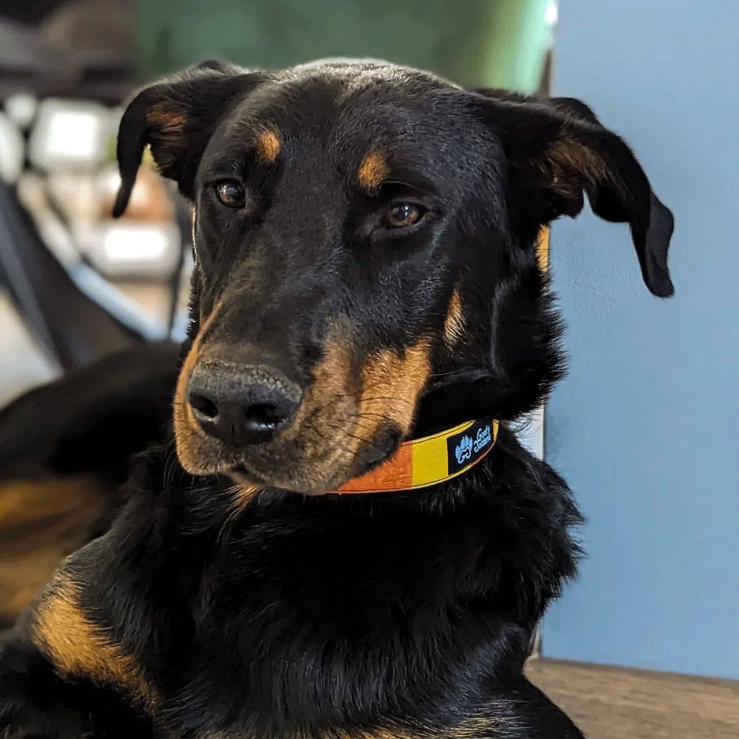 Stoffhalsband für Hunde „Summer“