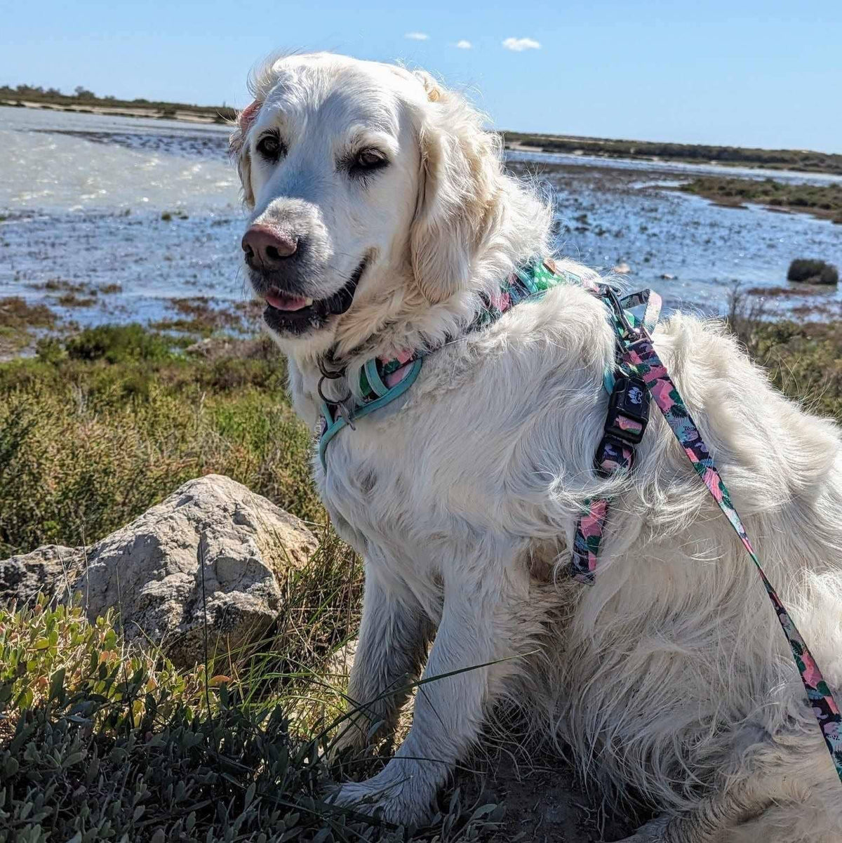 Y-förmiges Komfort-Hundegeschirr Kaktus