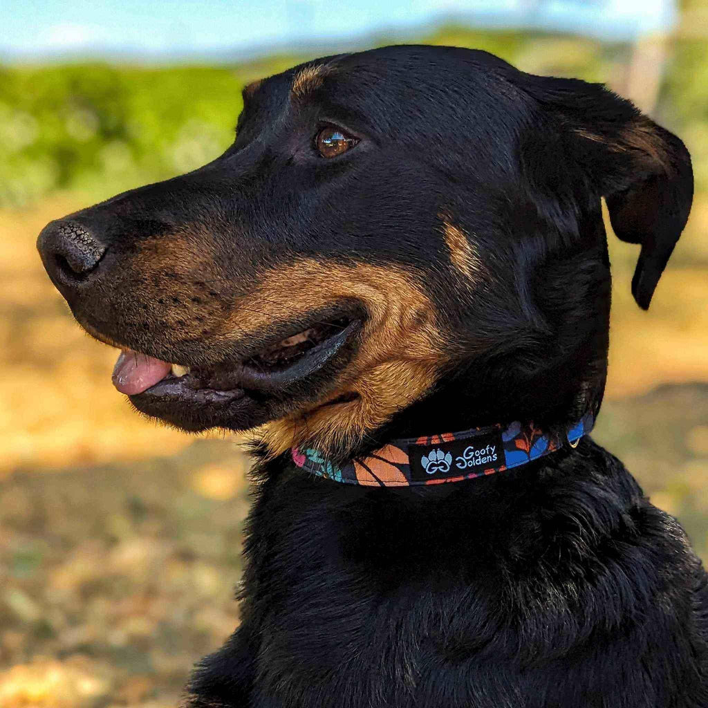 Stoffhalsband für Hunde – bezaubernd